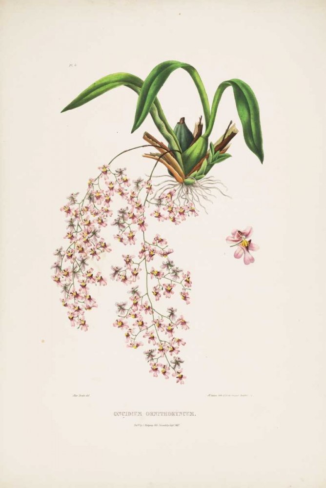Orchid, Oncidium Bateman art print by Augusta Withers for $57.95 CAD
