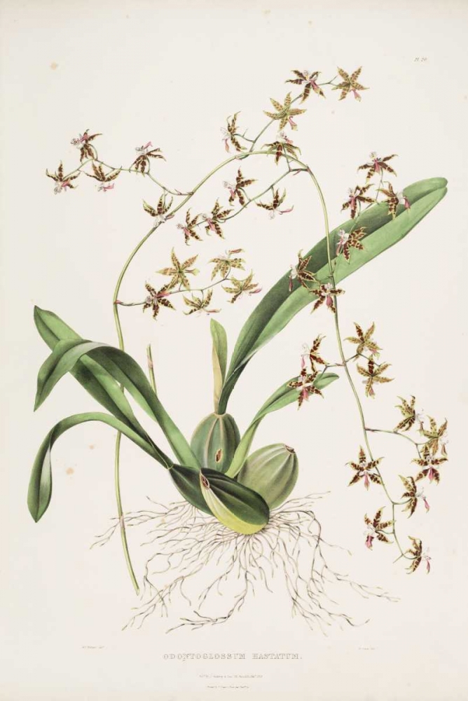 Orchid, Odontoglossum Hastatum art print by Augusta Withers for $57.95 CAD