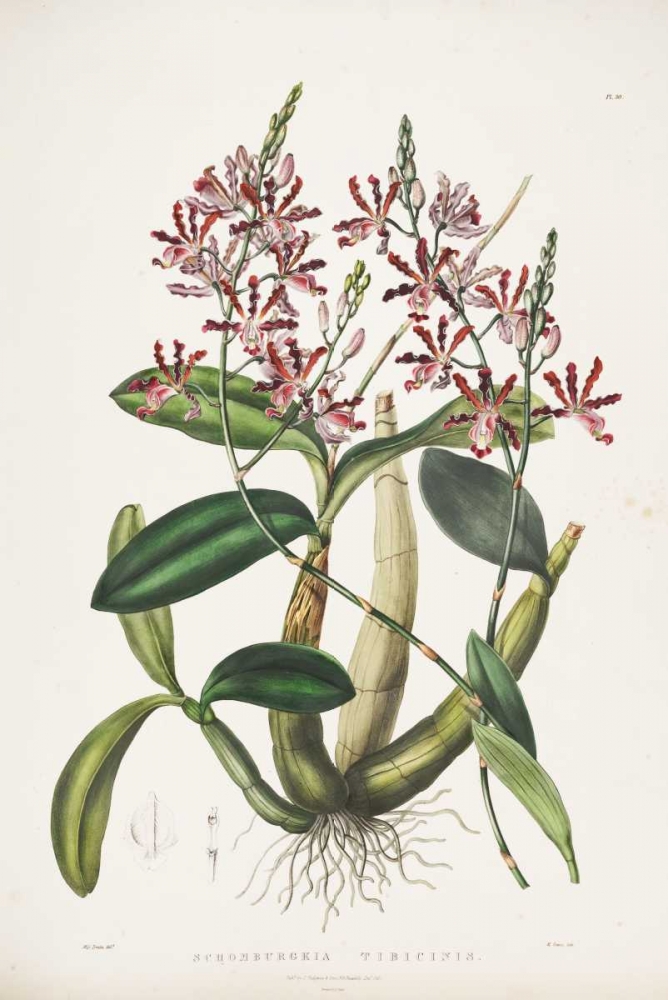 Orchid, Schomburgkia Tibicinis art print by Augusta Withers for $57.95 CAD