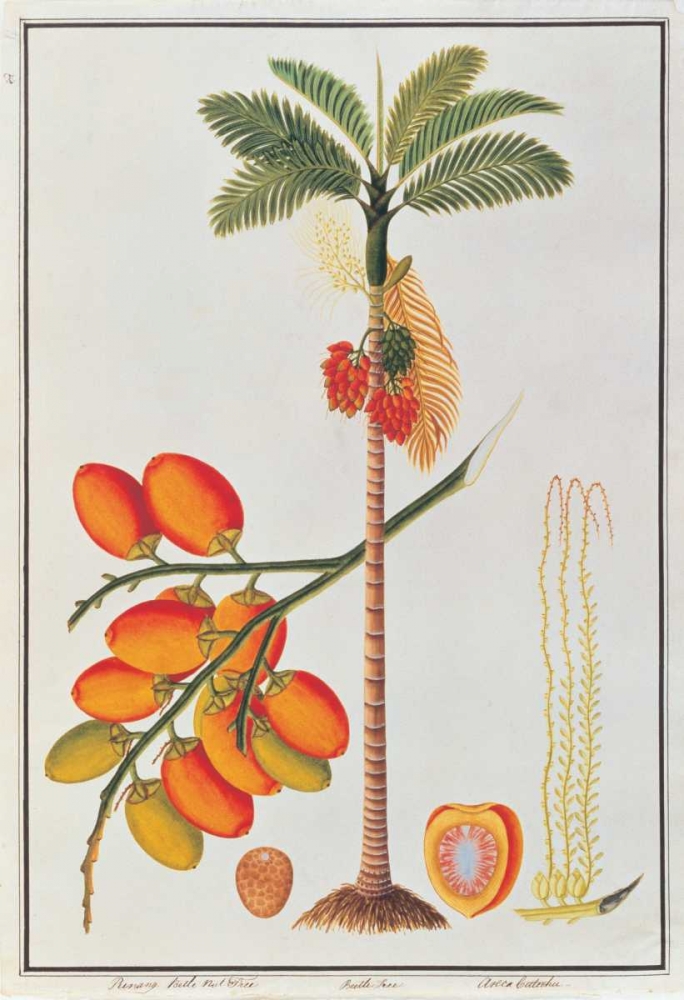 Penang Betle Nut Tree art print by Anonymous for $57.95 CAD