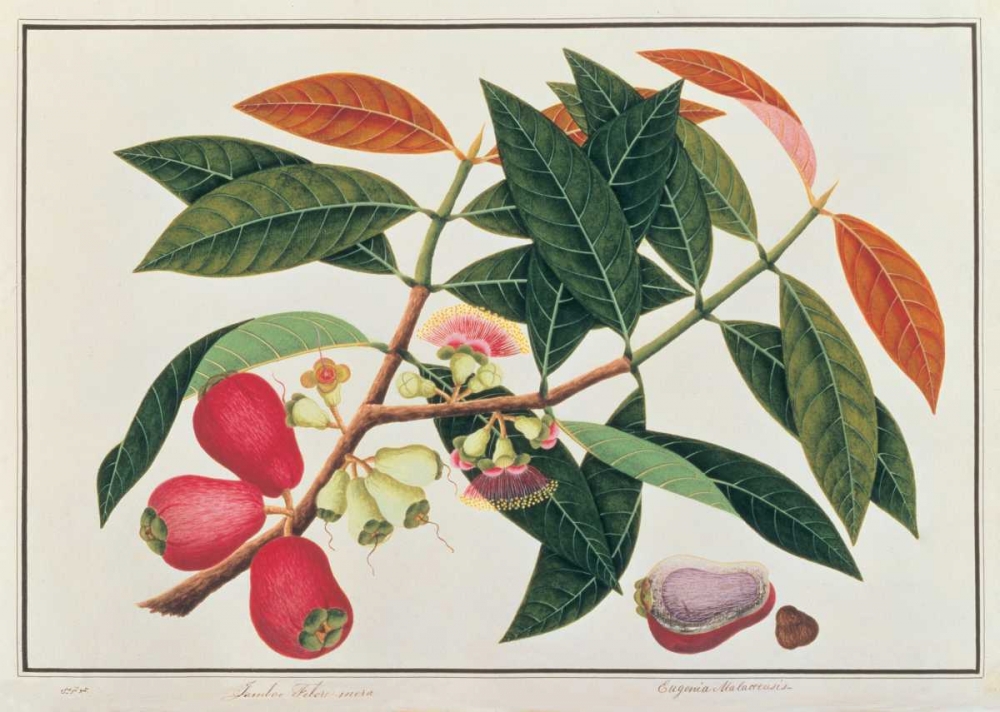 Malay Rose Apple art print by Anonymous for $57.95 CAD
