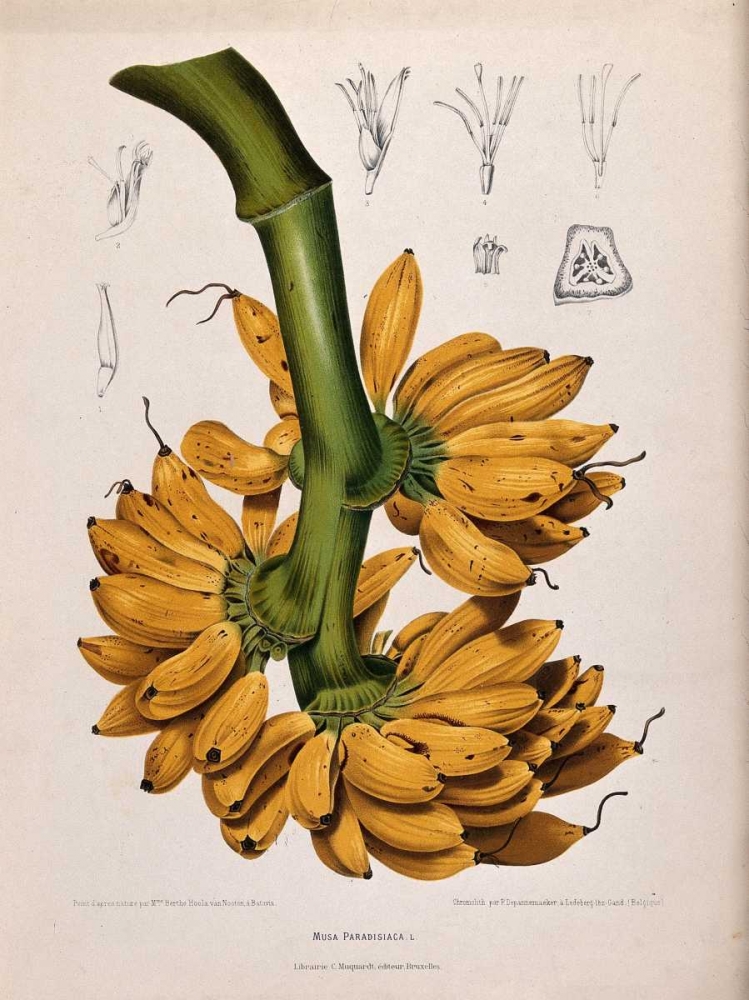 Plantain, Banana art print by Madame Van Nooten for $57.95 CAD
