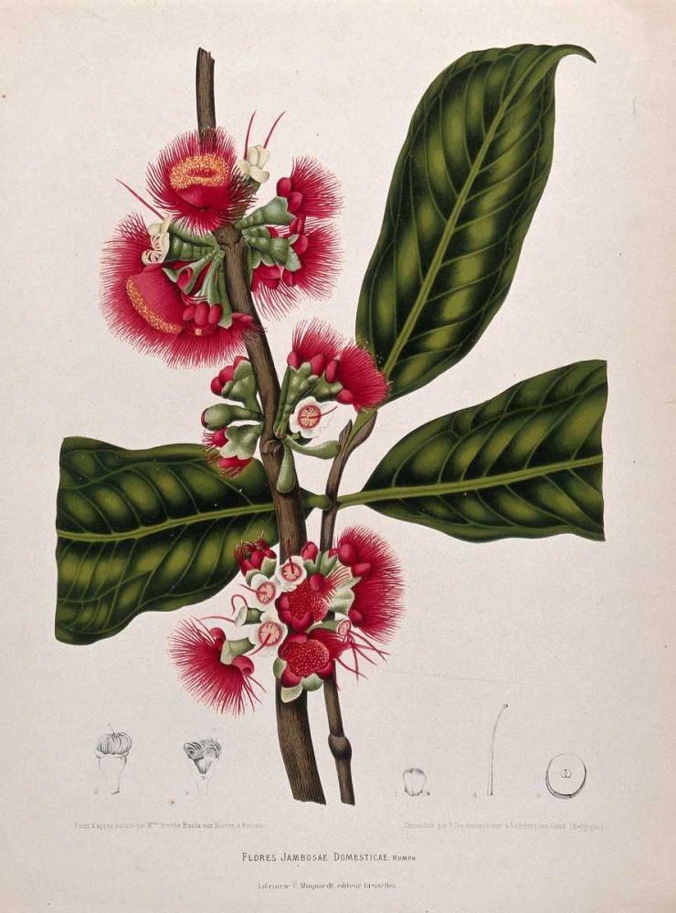 Rose Apple flowering art print by Madame Van Nooten for $57.95 CAD