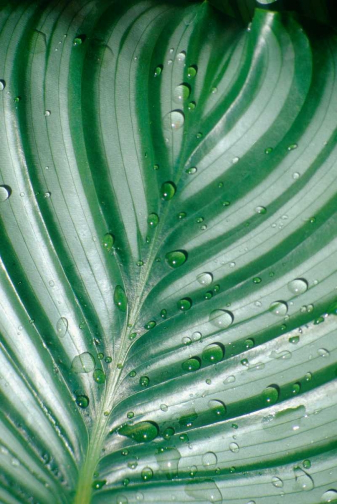 Tropical Leaf art print by Cyril Blue for $57.95 CAD