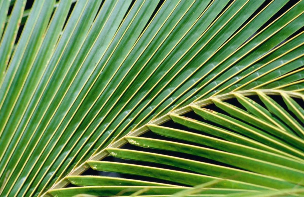 Palm Frond art print by Cyril Blue for $57.95 CAD