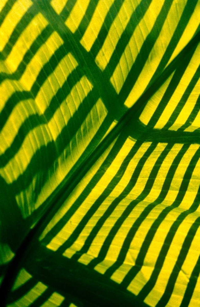 Palm Frond art print by Cyril Blue for $57.95 CAD