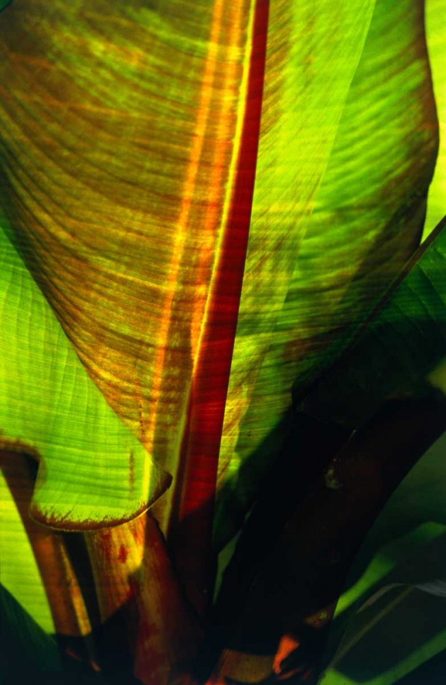 Palm Frond art print by Cyril Blue for $57.95 CAD