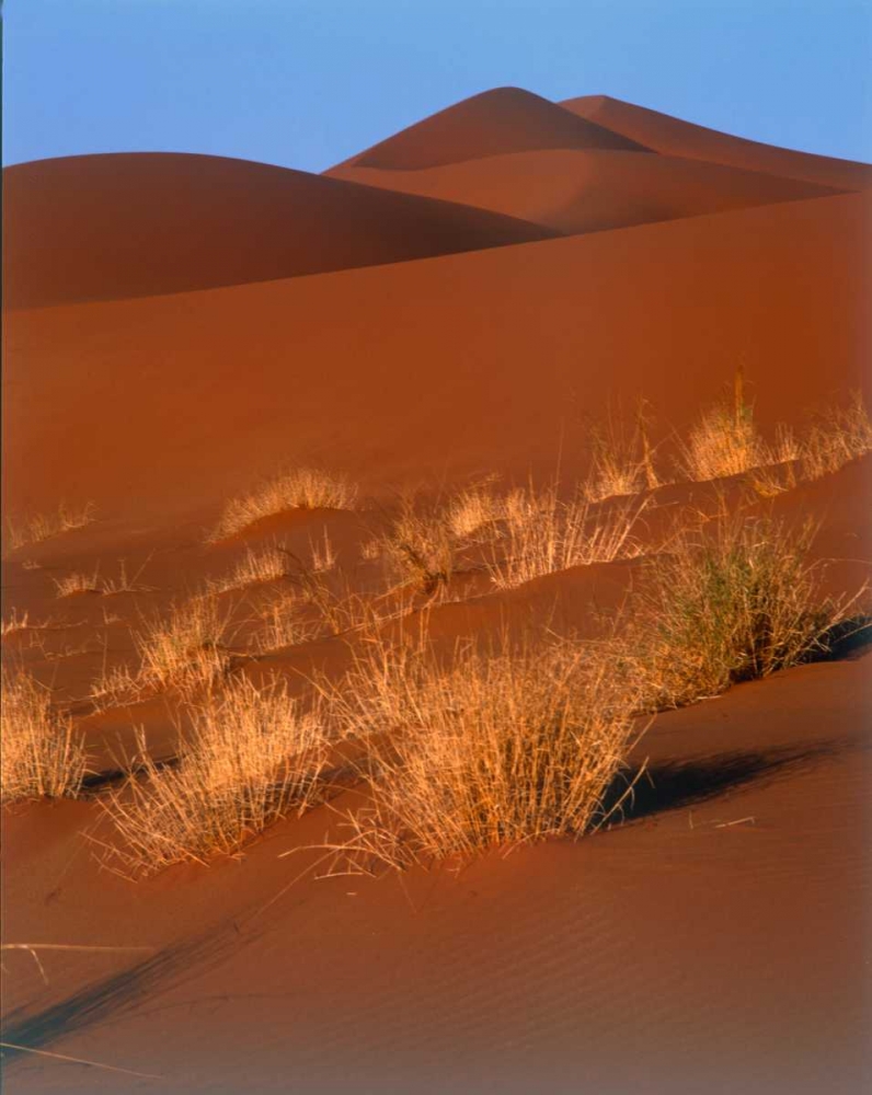 Grasses, Sand Dunes Sahara art print by Cyril Blue for $57.95 CAD