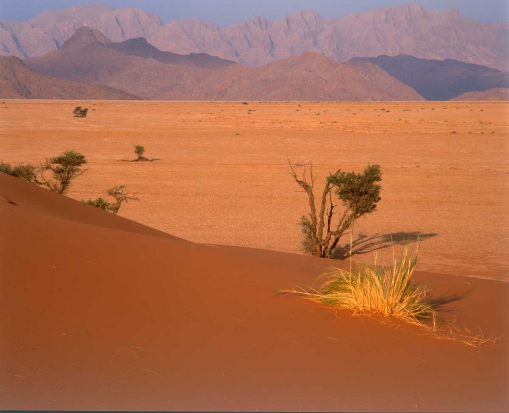 Grasses, Trees, Sand Dunes Sahara art print by Cyril Blue for $57.95 CAD