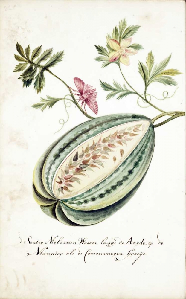 Watermelon, Leaves, Butterfly art print by Cornelis Markee for $57.95 CAD