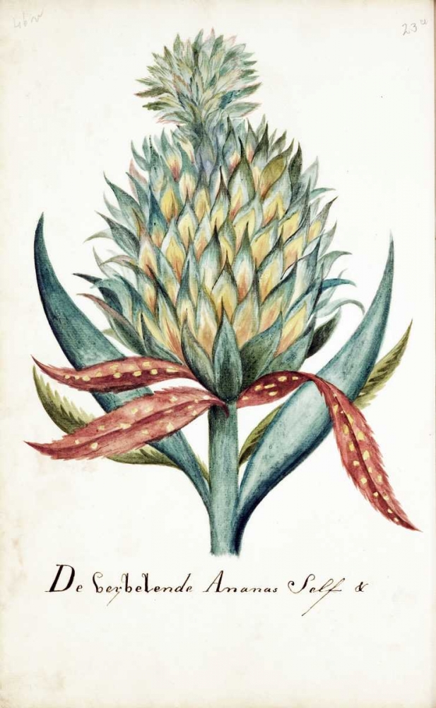 Pineapple art print by Cornelis Markee for $57.95 CAD