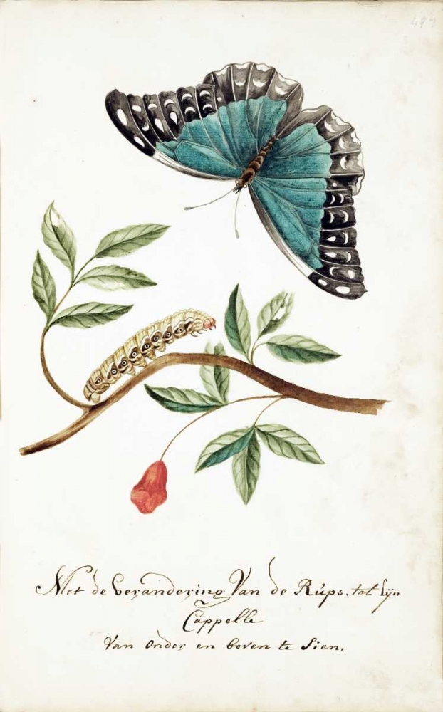 Plant With Leaves, Caterpillar, Butterfly art print by Cornelis Markee for $57.95 CAD