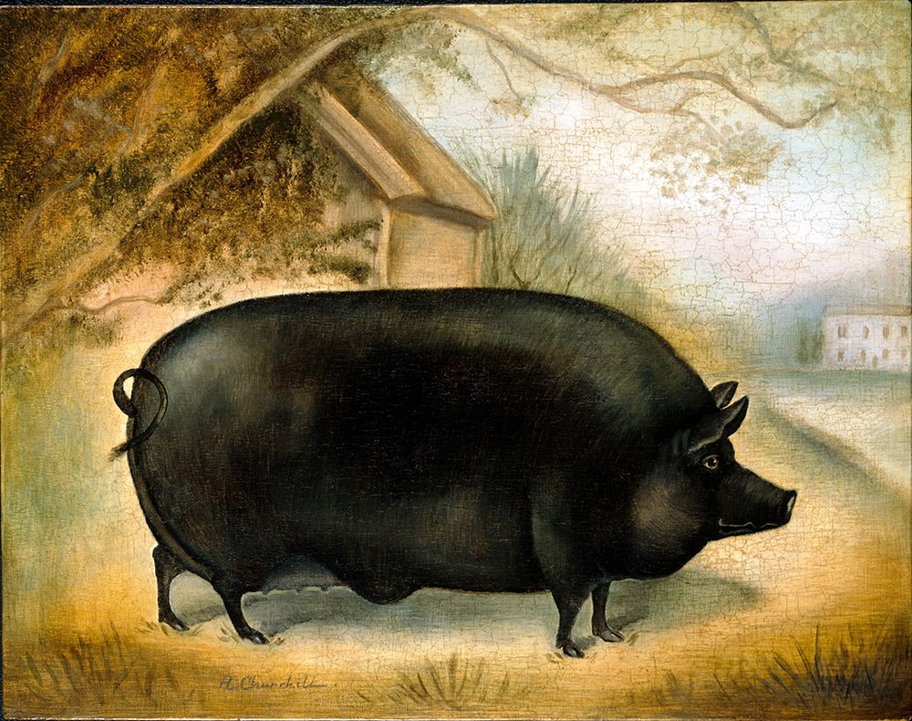 Large Black Pig art print by Alexandra Churchill for $57.95 CAD