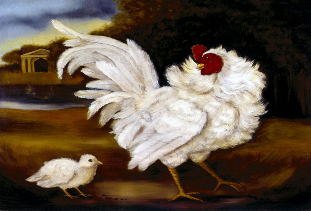 British Game Cock art print by Alexandra Churchill for $57.95 CAD