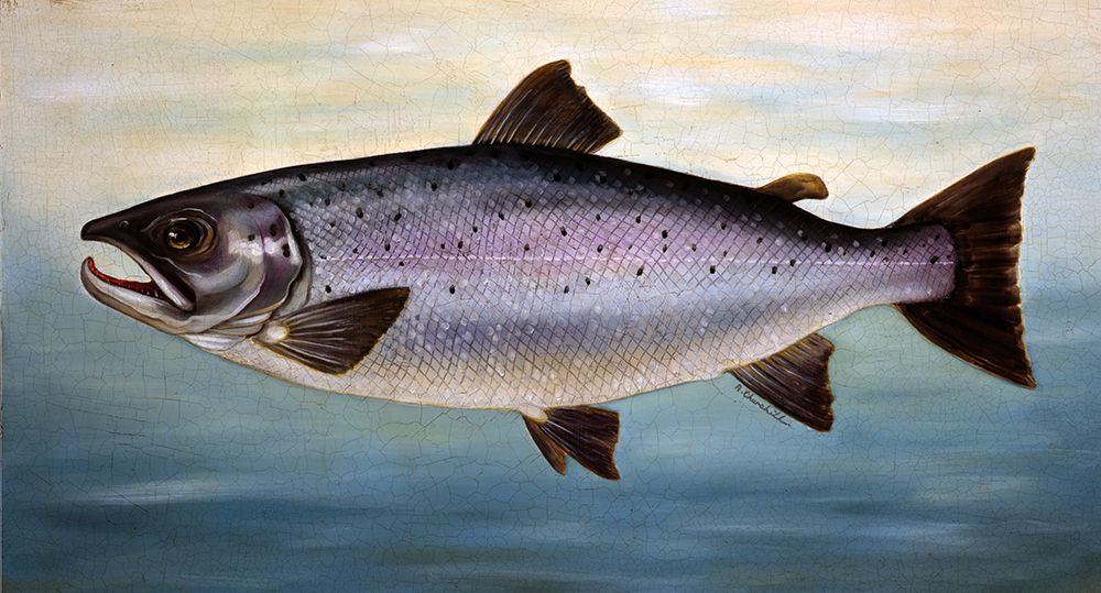 Atlantic Salmon art print by Alexandra Churchill for $57.95 CAD