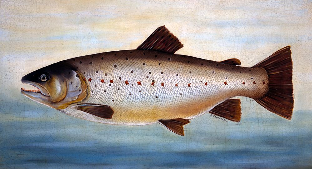 Brown Trout art print by Alexandra Churchill for $57.95 CAD