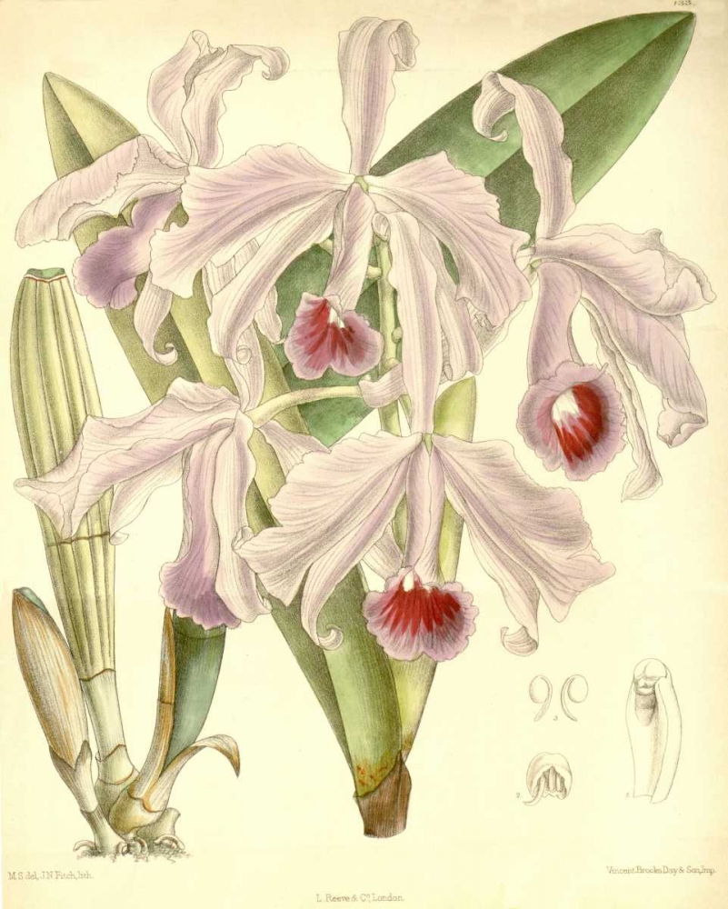 Orchid, Cattleya Lawrenceana art print by William Curtis for $57.95 CAD