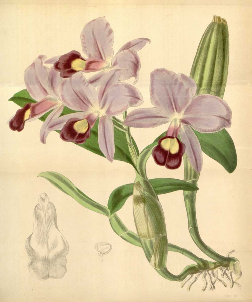 Orchid, Guarianthe Skinneri art print by William Curtis for $57.95 CAD