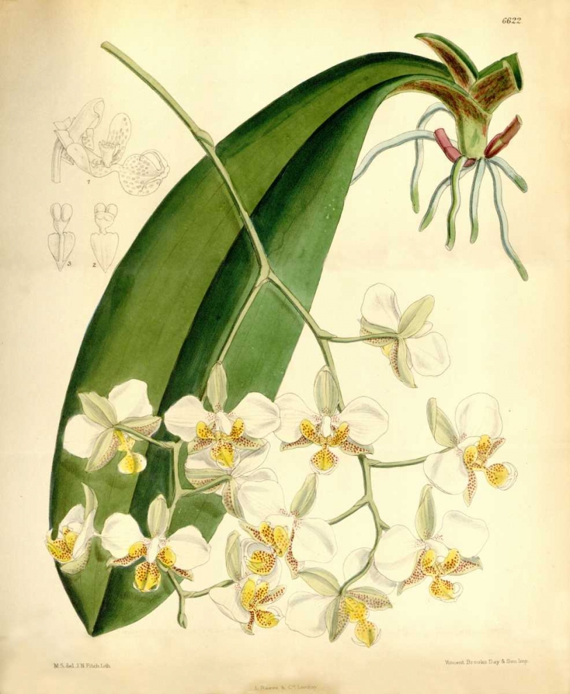 Orchid, Phalaenopsis Stuartiana art print by William Curtis for $57.95 CAD