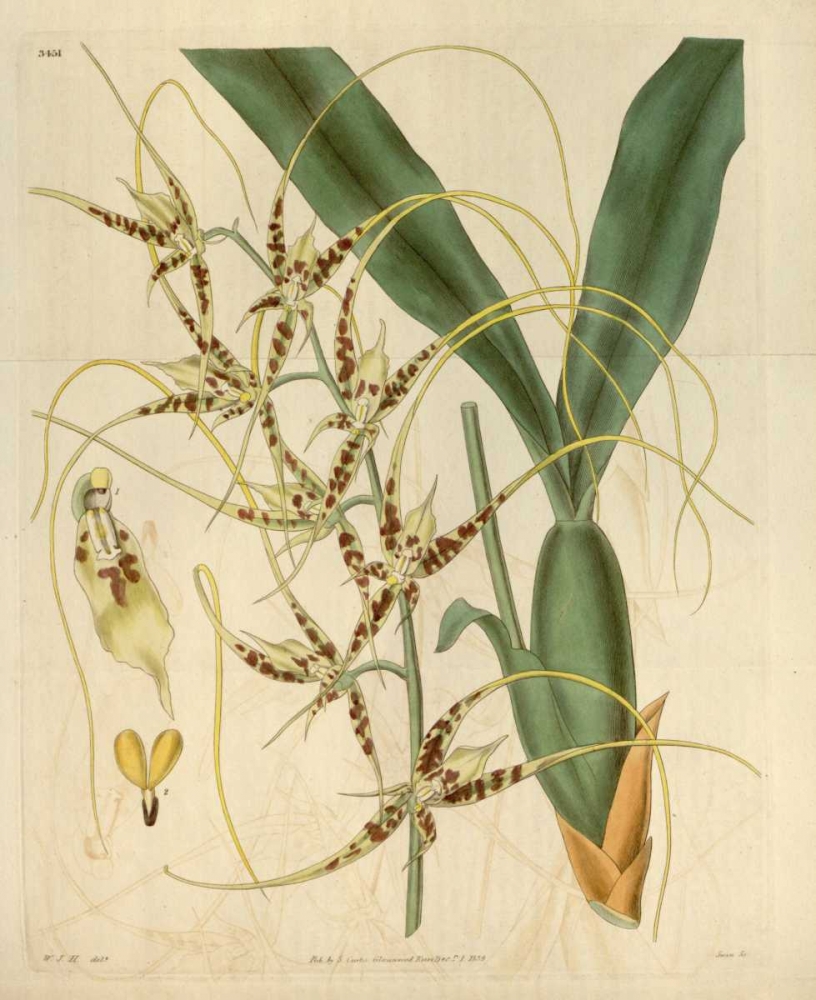 Orchid, Brassia Caudata art print by William Curtis for $57.95 CAD