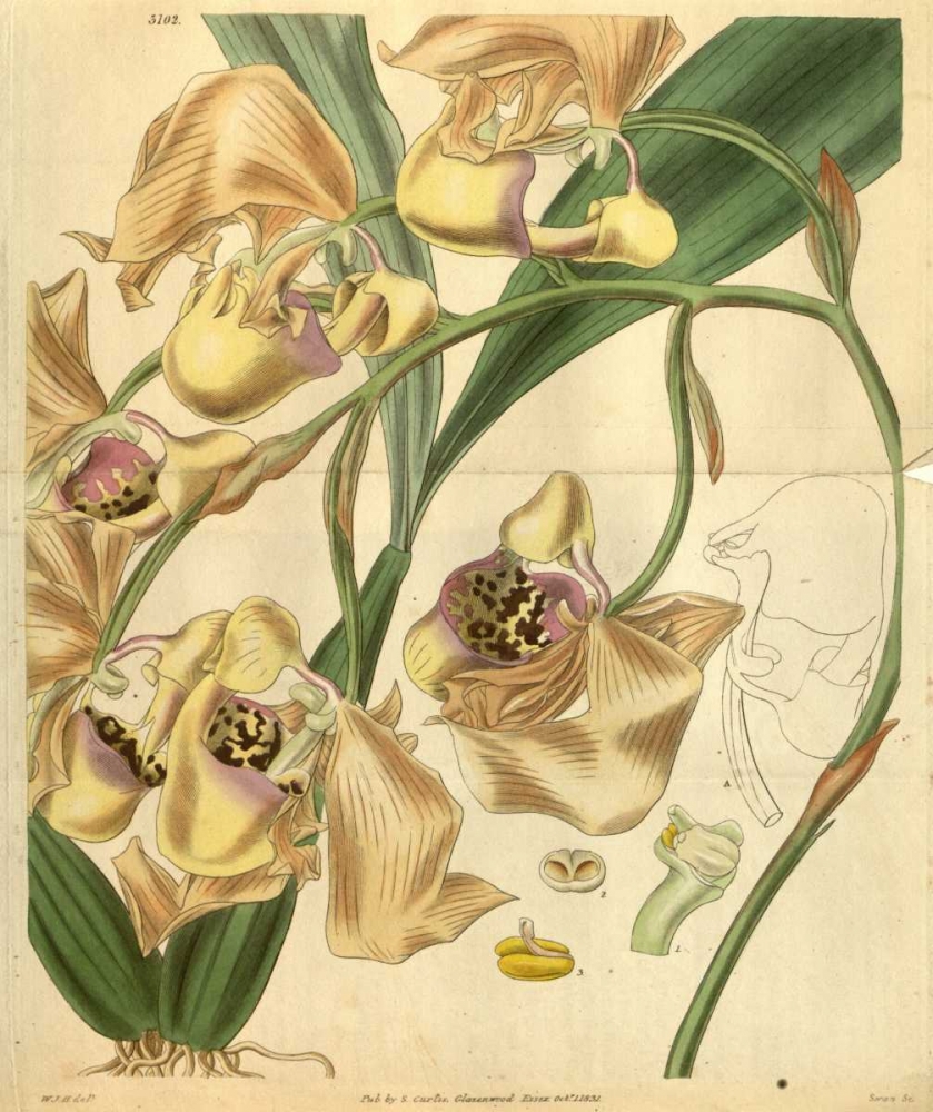 Orchid, Coryanthes Maculata art print by William Curtis for $57.95 CAD