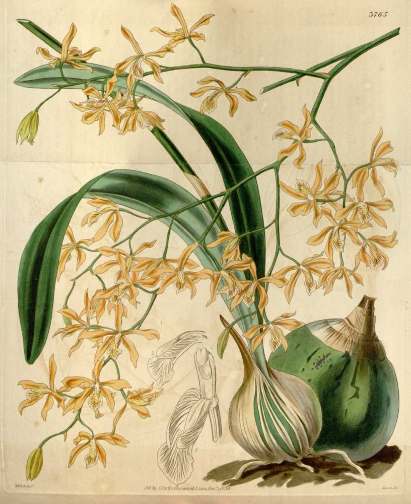 Orchid, Encyclia Candollei art print by William Curtis for $57.95 CAD