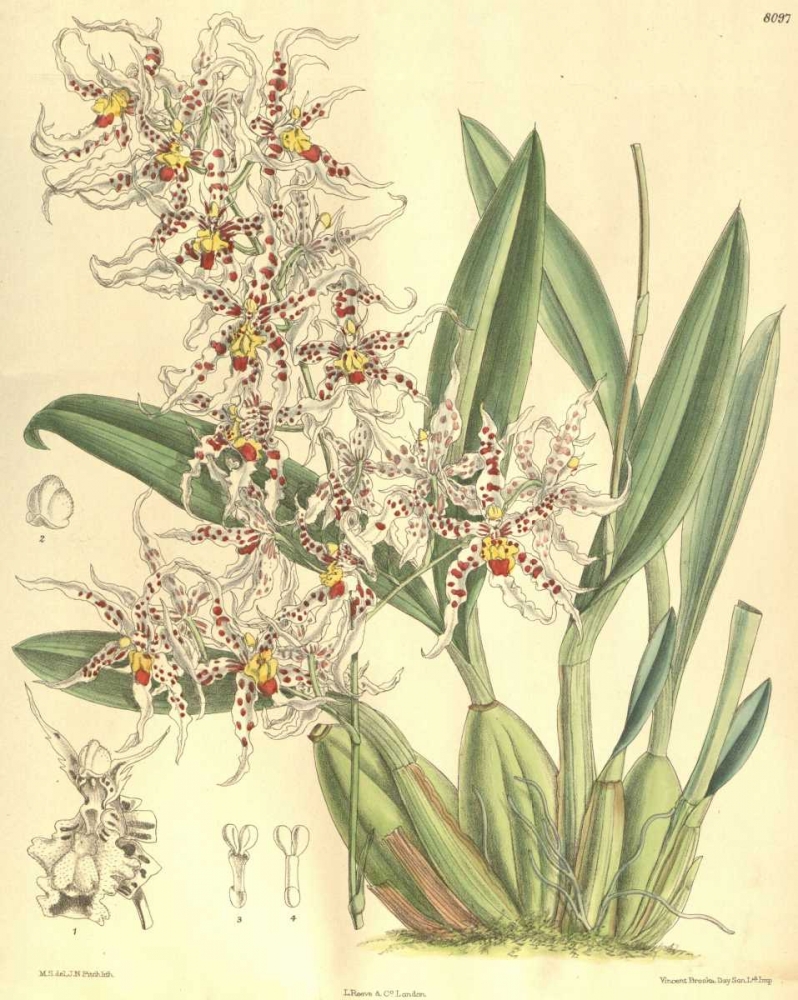 Orchid, Odontoglossum Naevium art print by William Curtis for $57.95 CAD