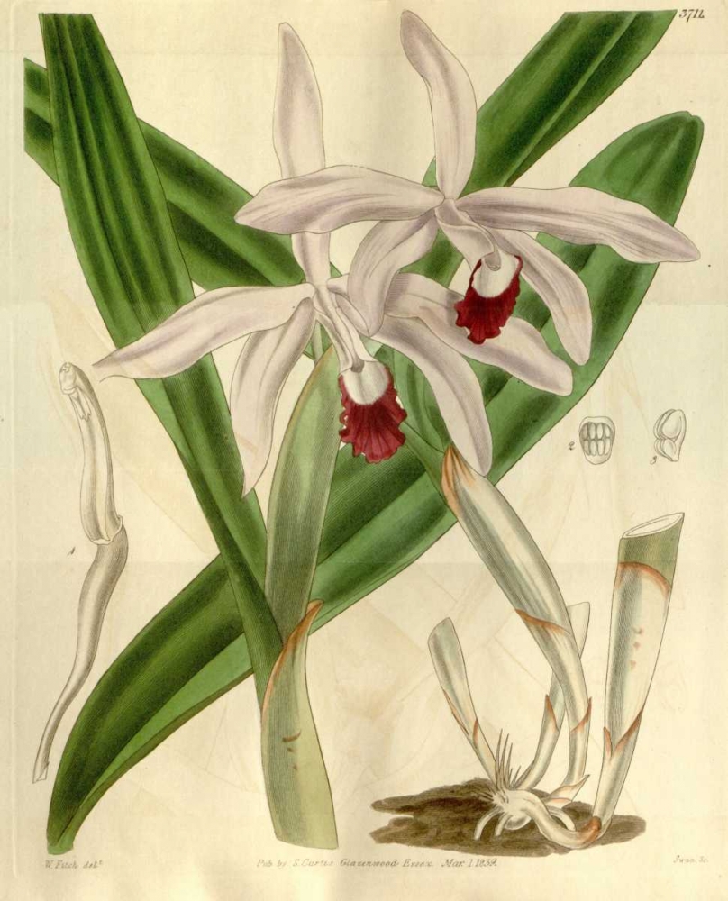 Orchid, Cattleya Intermedia art print by William Curtis for $57.95 CAD