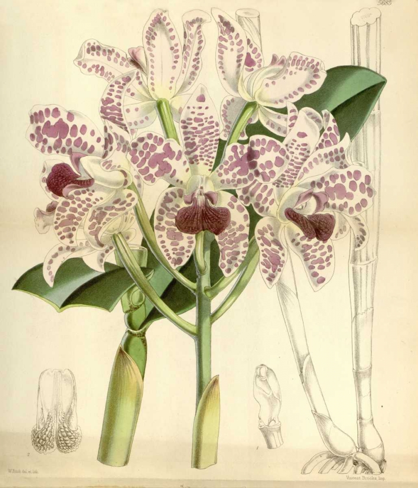 Orchid, Cattleya Amethystoglossa art print by William Curtis for $57.95 CAD