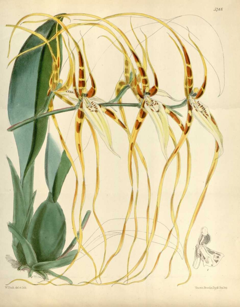 Orchid, Brassia Arcuigera art print by William Curtis for $57.95 CAD