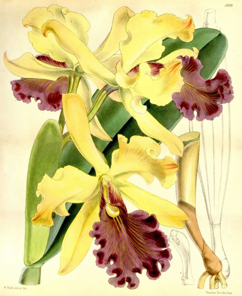 Orchid, Cattleya Dowiana art print by William Curtis for $57.95 CAD