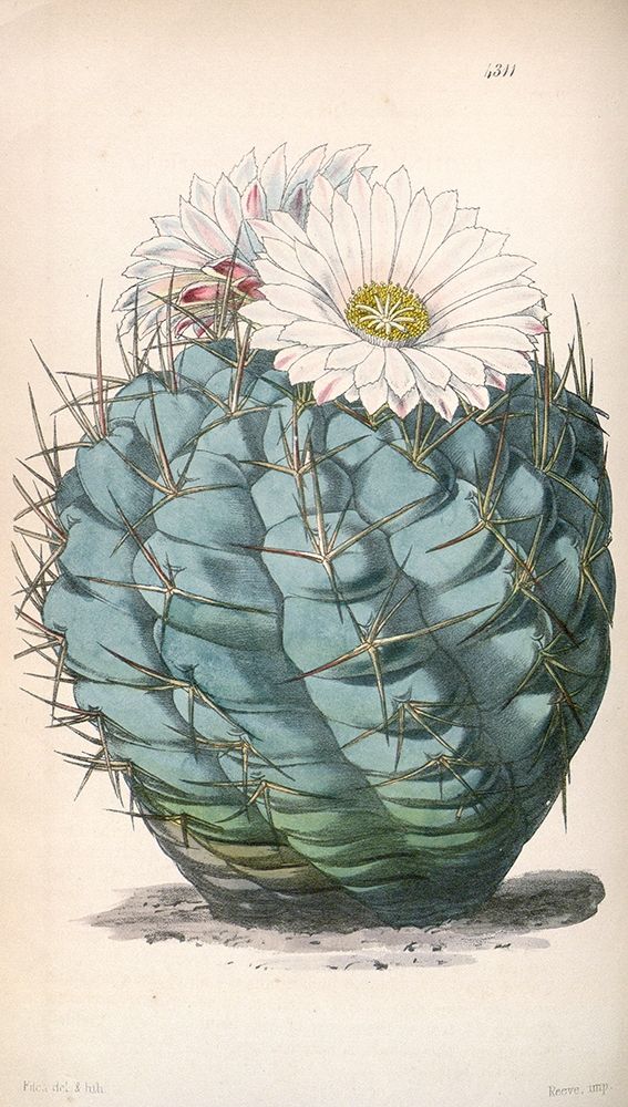 Cactus art print by William Curtis for $57.95 CAD