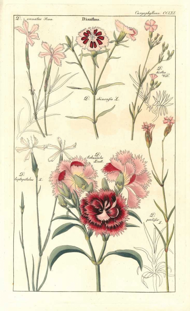 Carnations art print by David Dietrich for $57.95 CAD
