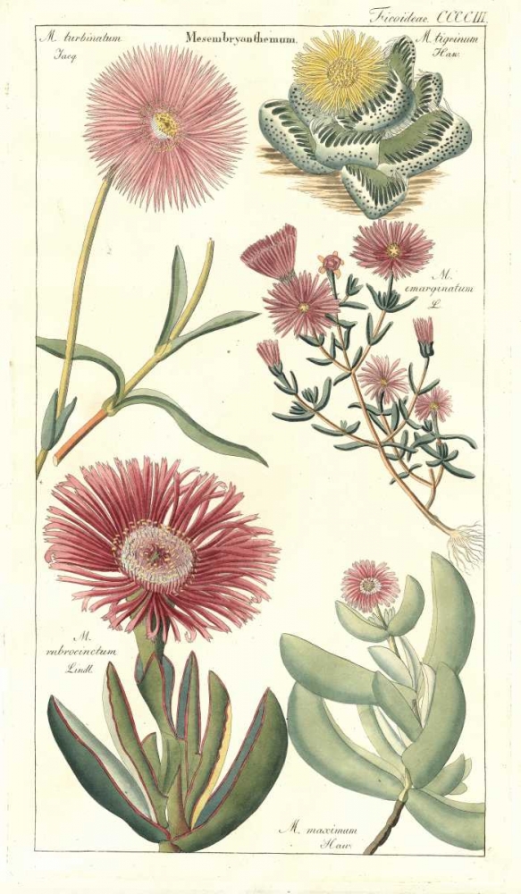Ice Plant art print by David Dietrich for $57.95 CAD