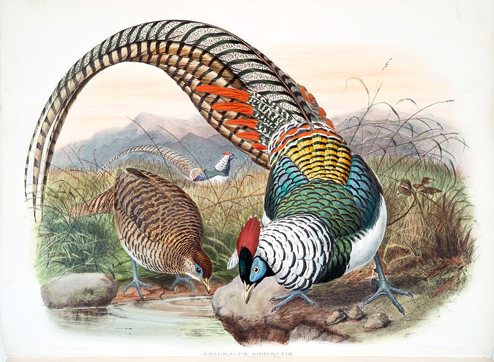 Amherst Pheasant art print by David Elliot for $57.95 CAD