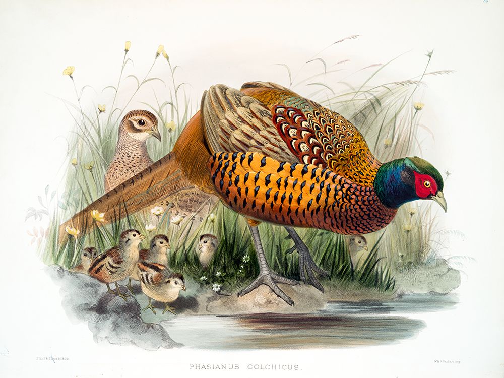 Colchicus Pheasant art print by David Elliot for $57.95 CAD