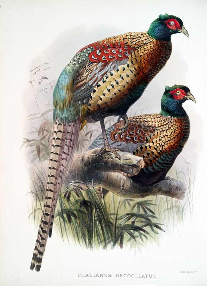 Pheasant Deccollatus art print by David Elliot for $57.95 CAD