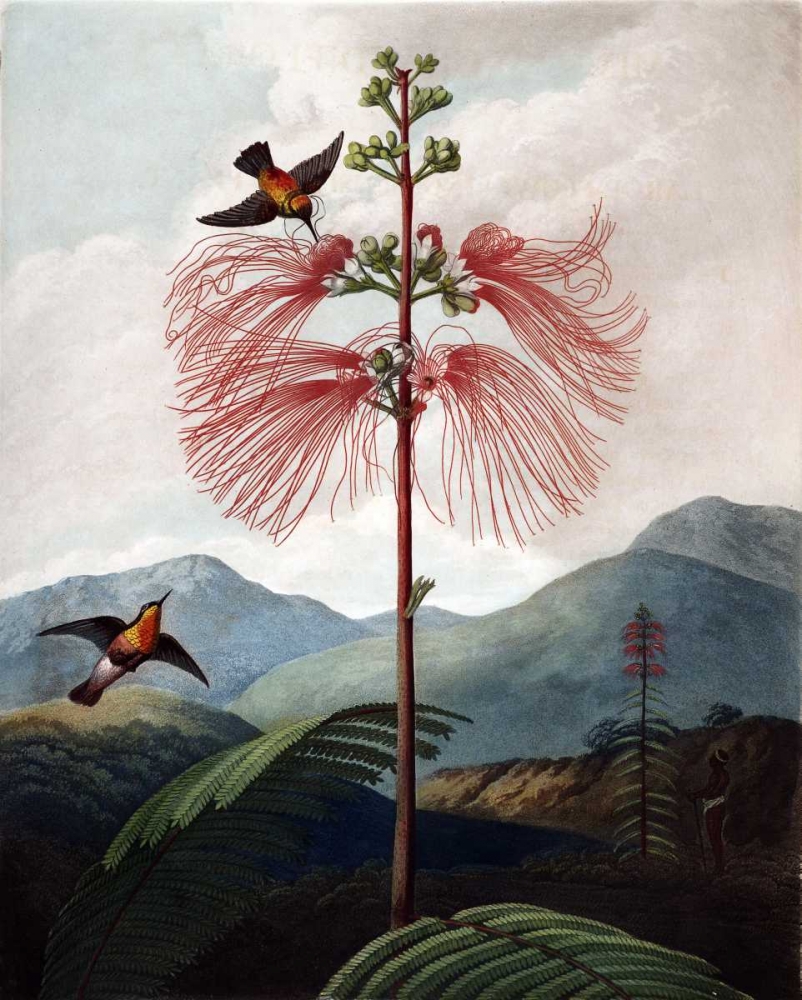 Large Flowering Sensitive Plant art print by Dr R Thornton for $57.95 CAD
