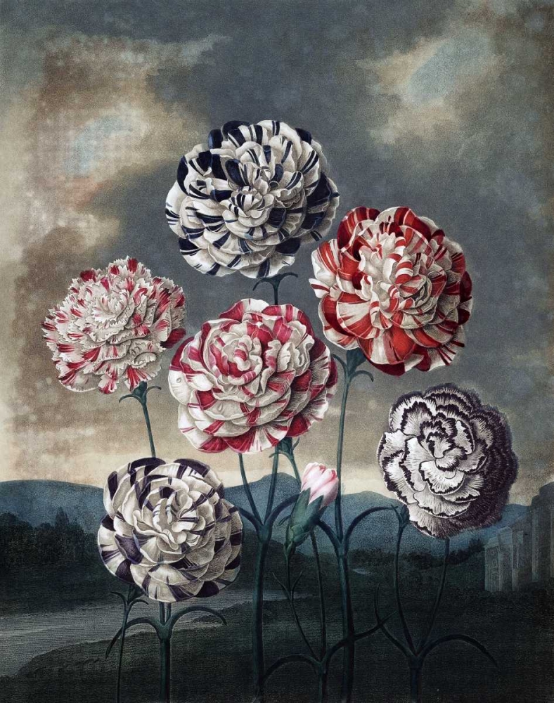 Group of Carnations art print by Dr R Thornton for $57.95 CAD