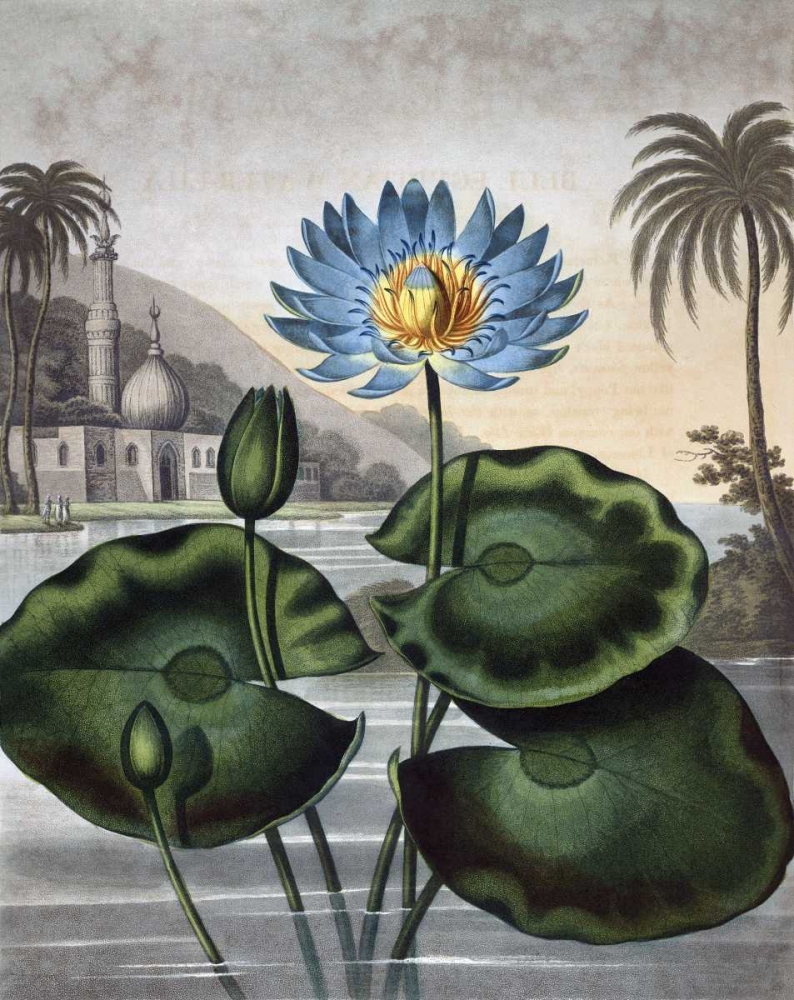 Blue Egyptian Water Lily art print by Dr R Thornton for $57.95 CAD