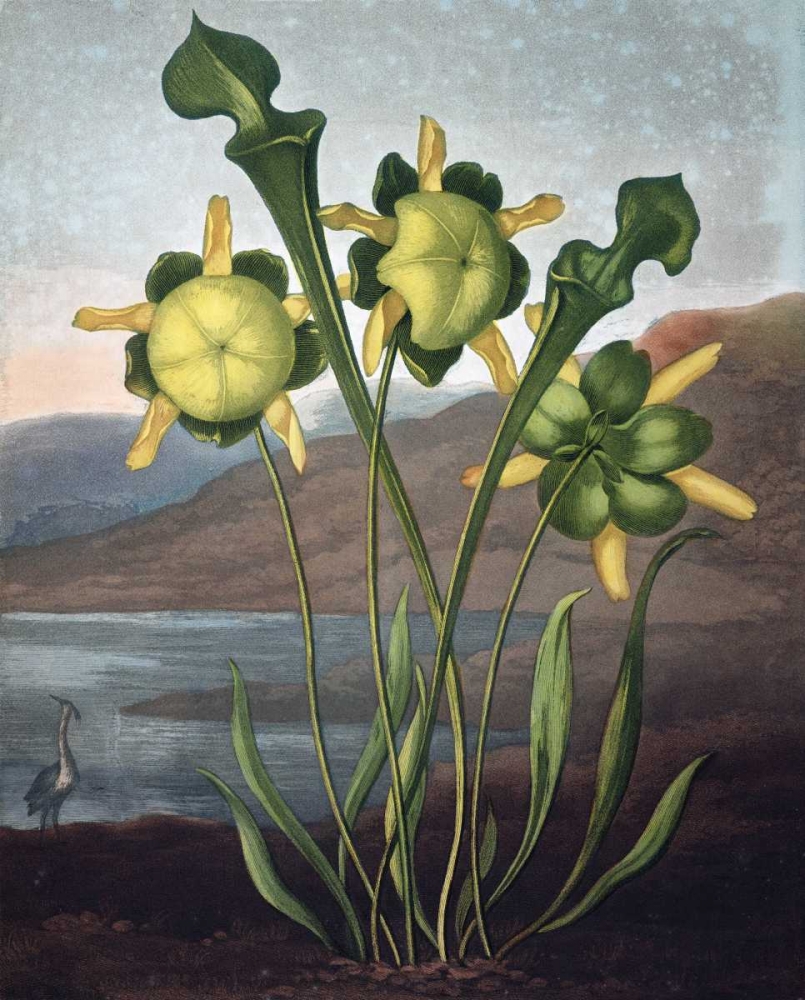 Pitcher Plant art print by Dr R Thornton for $57.95 CAD