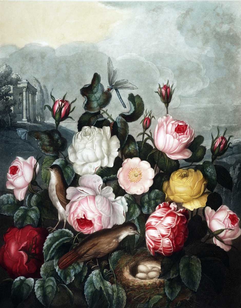 Roses art print by Dr R Thornton for $57.95 CAD