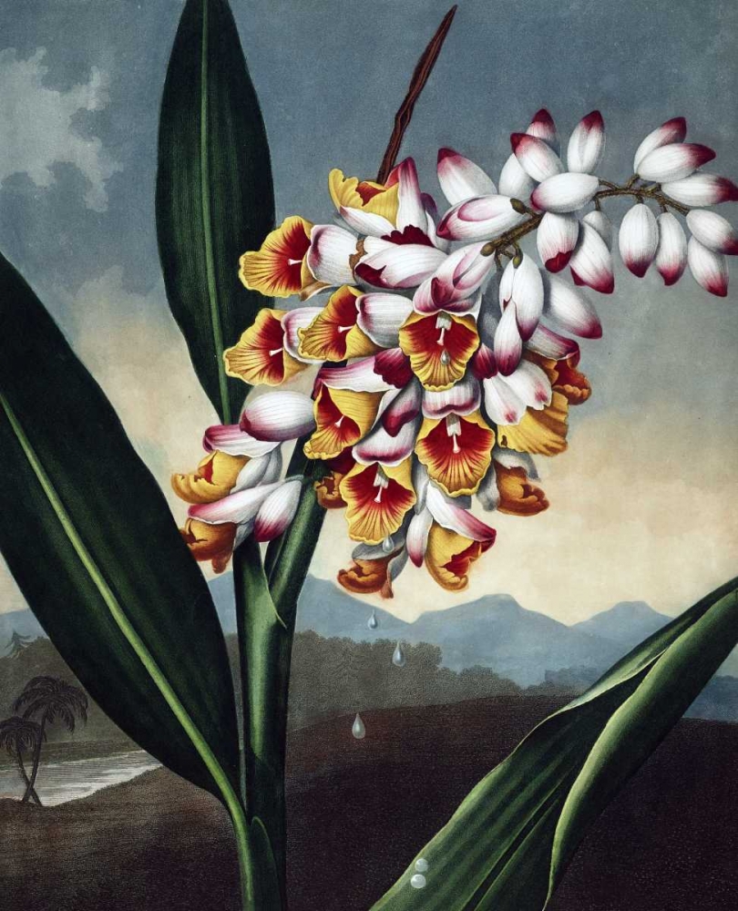 Orchid art print by Dr R Thornton for $57.95 CAD