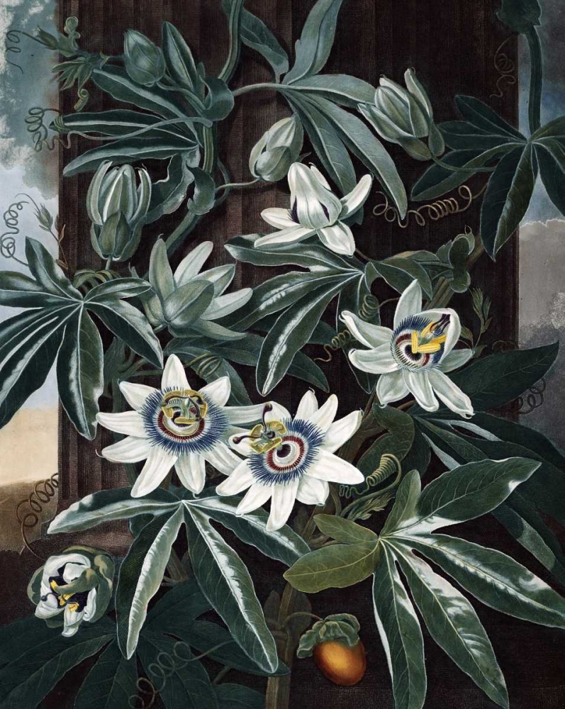 Blue Passion Flower art print by Dr R Thornton for $57.95 CAD