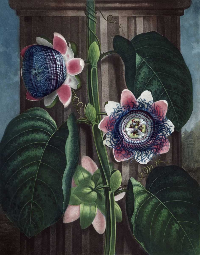 Quadrangular Passion Flower art print by Dr R Thornton for $57.95 CAD