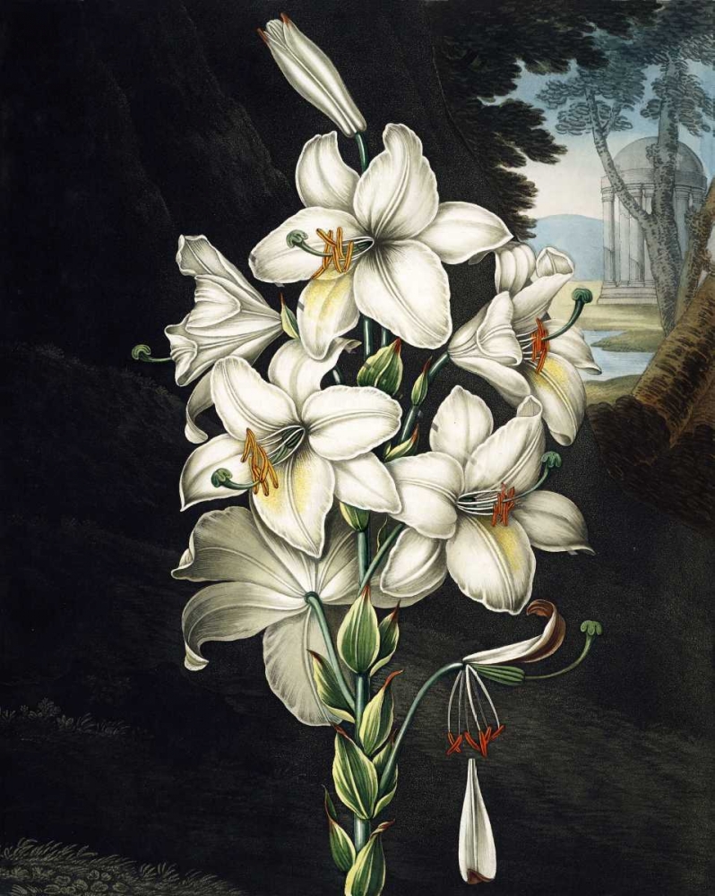 White Lily art print by Dr R Thornton for $57.95 CAD