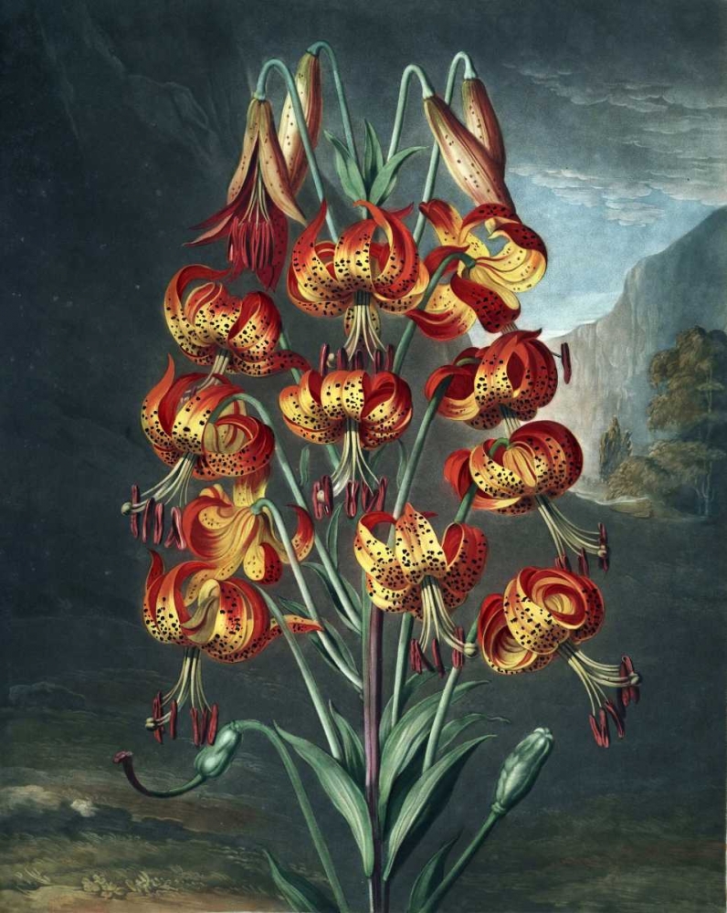 Superb Lily art print by Dr R Thornton for $57.95 CAD