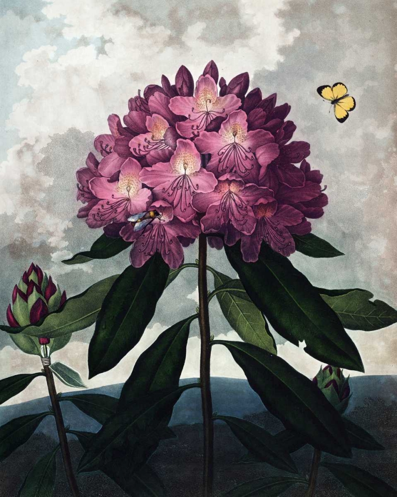 Rhododendron art print by Dr R Thornton for $57.95 CAD