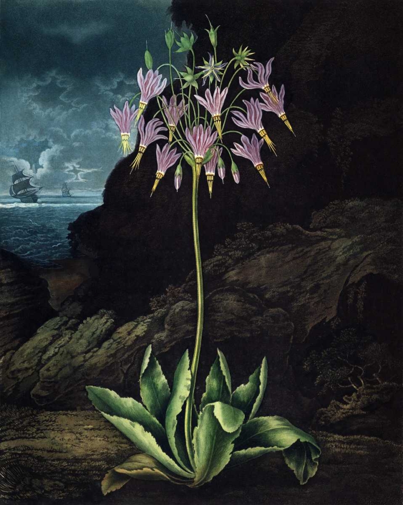 American Cowslip art print by Dr R Thornton for $57.95 CAD