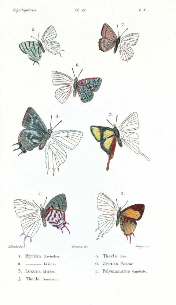 Buterflies, Plate 22 art print by Emile Blanchard for $57.95 CAD